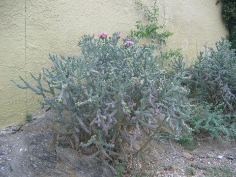 Cylindropuntia imbricata