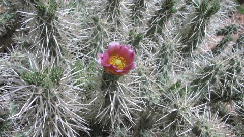 Cylindropuntia pallida