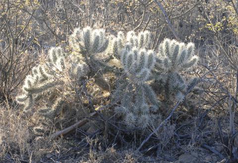 Cylindropuntia pallida