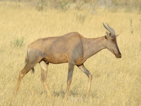 Tsessebe