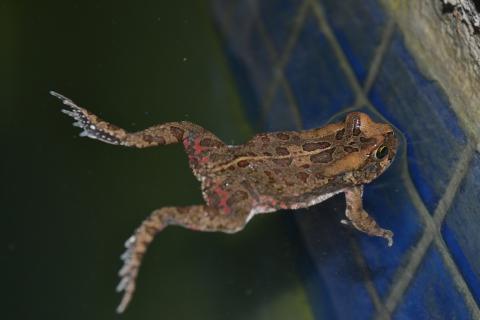 Toad, Eastern Olive