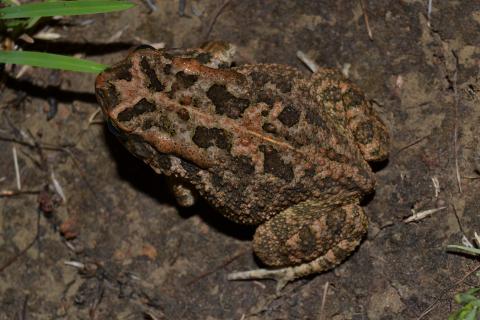 Toad, Guttural