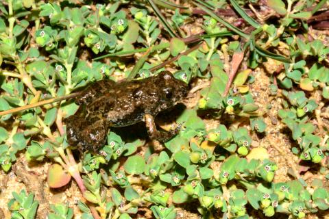 Puddle Frog, Dwarf