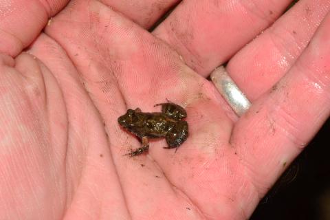 Puddle Frog, Dwarf