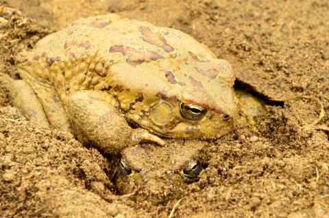 Toad, Western Olive