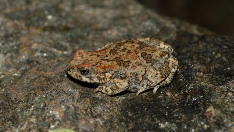 Pygmy Toad, Hoesch's