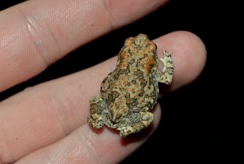 Pygmy Toad, Hoesch's