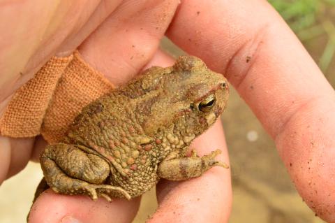 Toad, Western Olive