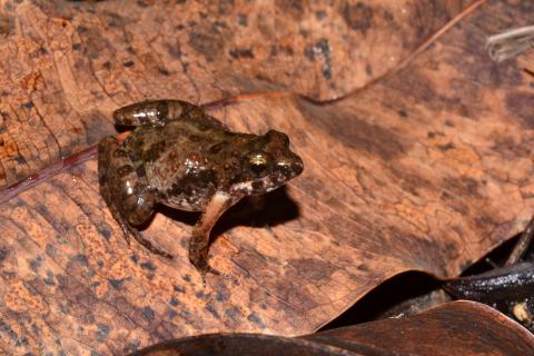 Puddle Frog, Small