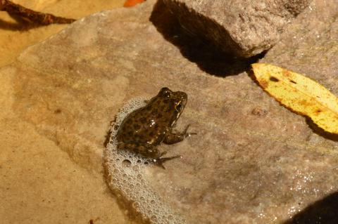 River Frog, Cape