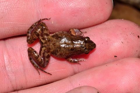 Puddle Frog, Small