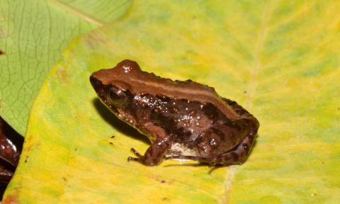 Puddle Frog, Small