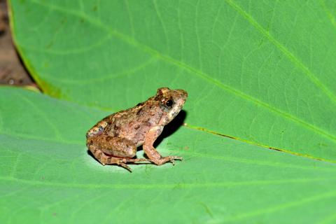 Puddle Frog, Dwarf