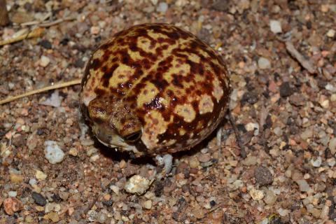 Rain Frog, Bushveld