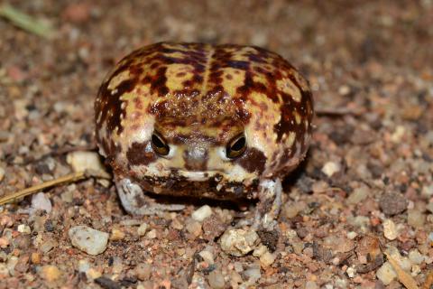 Rain Frog, Bushveld