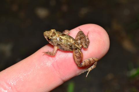 Puddle Frog, Dwarf