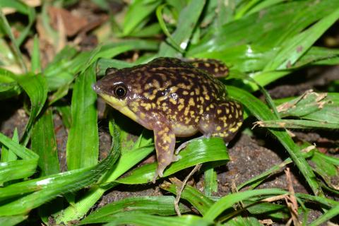 Shovel-nosed Frog, Mottled