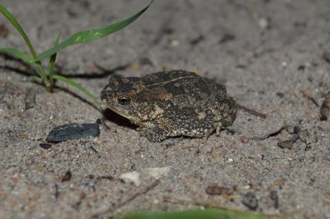 Pygmy Toad, Northern