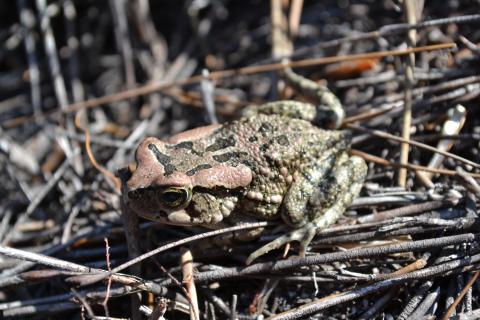 Toad, Raucous