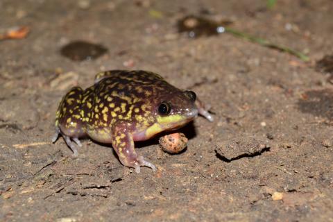 Shovel-nosed Frog, Mottled