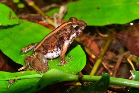 Puddle Frog, Small
