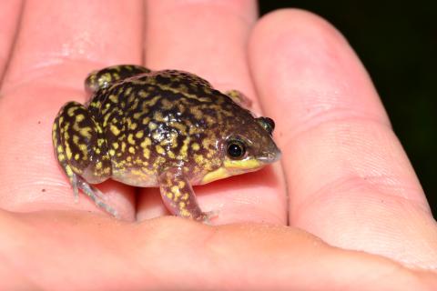 Shovel-nosed Frog, Mottled