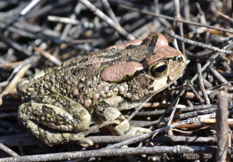 Toad, Raucous