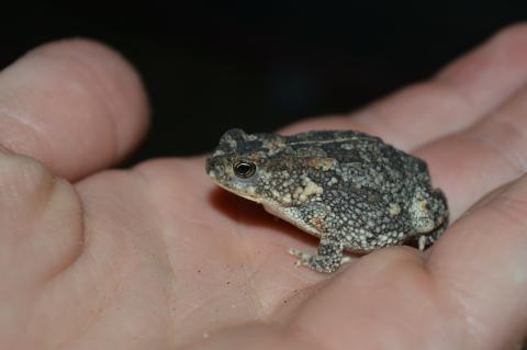 Pygmy Toad, Northern