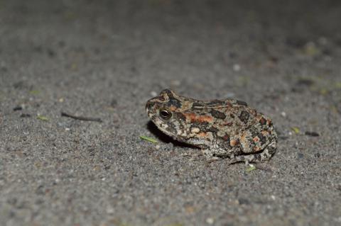 Pygmy Toad, Northern