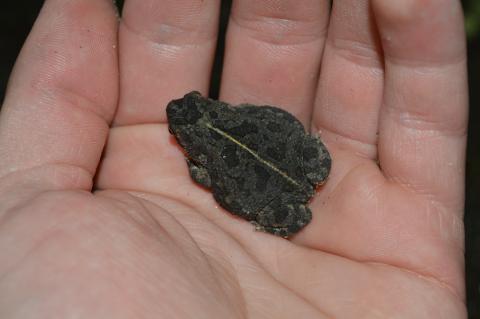Pygmy Toad, Northern