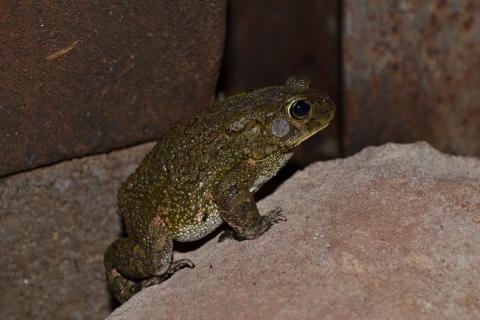 Toad, Eastern Olive