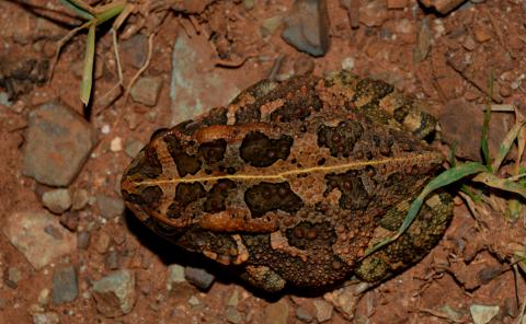 Toad, Guttural