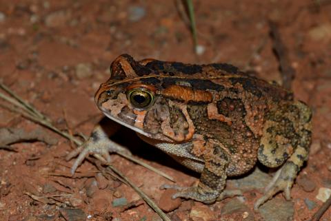 Toad, Guttural