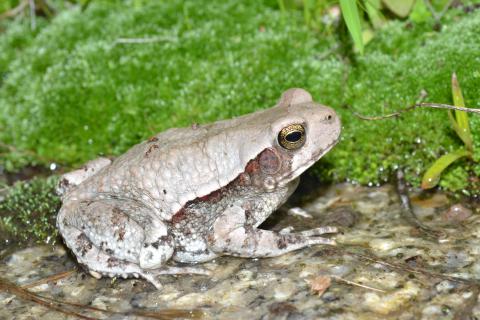 Toad, Red