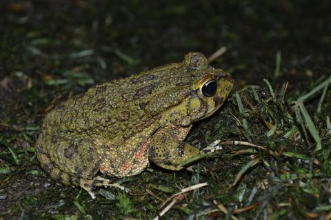 Toad, Western Olive