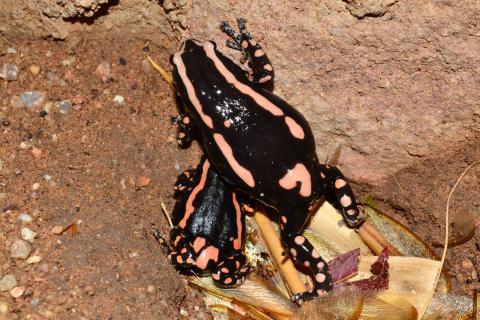 Rubber Frog, Banded