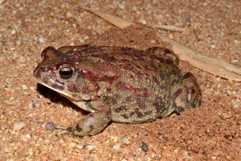 Toad, Western Olive