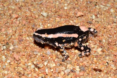 Rubber Frog, Banded