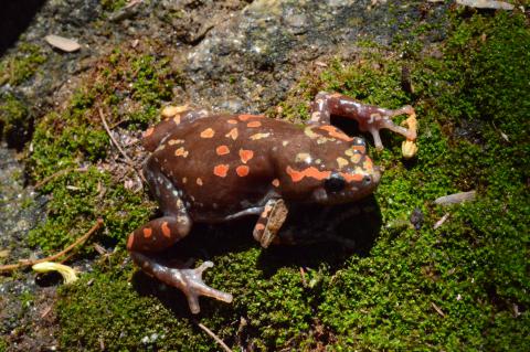 Rubber Frog, Marbled