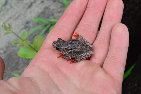 Reed Frog, Angolan