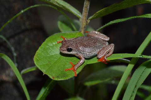 Reed Frog, Angolan