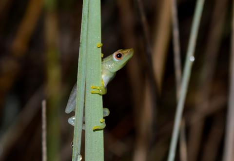 Reed Frog, Long