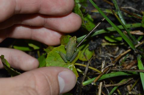 Reed Frog, Long
