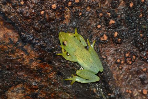 Reed Frog, Long