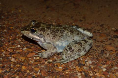 River Frog, Cape