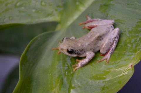 Reed Frog, Painted