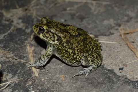 Toad, Guttural