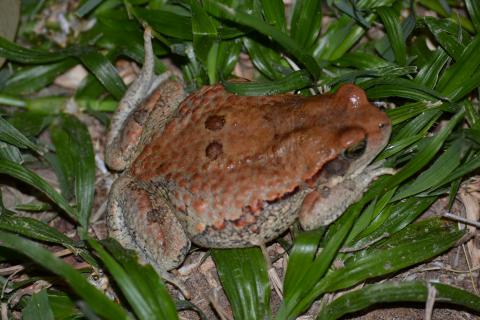 Toad, Red
