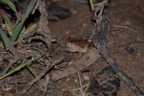 Puddle Frog, Snoring