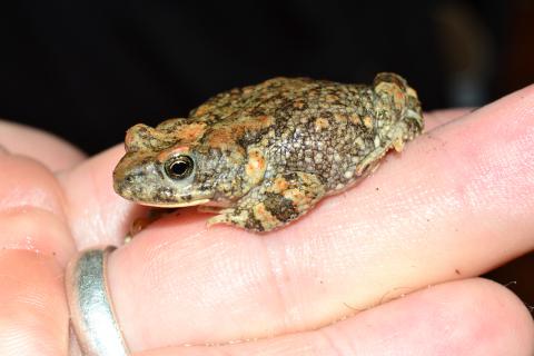 Pygmy Toad, Hoesch's